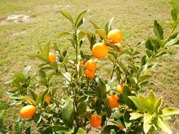 Figs flower and bear in summer. Kumquat Yumquat Mississippi Fruit And Nut Blog