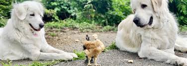 $300 (hsv) pic hide this posting restore restore this posting. Great Pyrenees Rescue Society Home