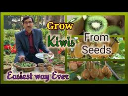 Then place all these seeds in water and blend them to separate the gooey membrane from the seed. How To Grow Kiwi Plants From Fresh Fruit Seeds A Totally New Method Days 0 75 Youtube