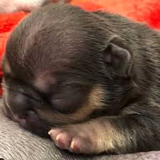 Irish wolfhound puppy for sale, french bulldog puppies, adopt penelope a australian shepherd, Majestic Blue French Bulldog Puppies For Sale