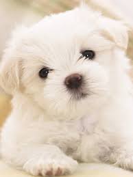 Maybe you would like to learn more about one of these? Maltese Puppy Cute White Hd Dog Wallpaper