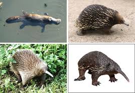 Placental mammals (subclass eutheria) are advanced mammals whose young are born at a relatively advanced stage (more advanced than the young of other mammals, the monotremes and marsupials). Monotreme Wikipedia