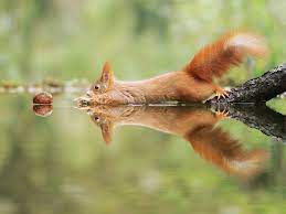 30 Amusing Wildlife Photos By Award Winning Austrian Photographer Bored Panda Just out of reach (w/ lyrics) by ms.