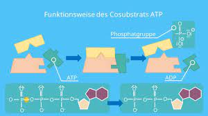 Ein coenzym, das bei redoxreaktionen wasserstoff oder elektronen abgibt oder aufnimmt. Coenzym Einfach Erklart Definition Beispiele Mit Video