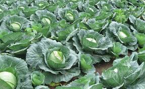 Akan terasa sangat istimewa ketika anda bisa memetik buah dari kebun atau pekarangan anda sendiri. Panduan Tanam Kobis Tanah Rendah Dalam Pasu Jana Income Lumayan Jual Sayur Kobis Kartel Dakwah