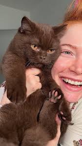 Chocolate British Shorthair • 137K reels on Instagram