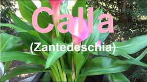 Jetzt möchte ich natürlich auch, dass sie im nächsten jahr auch wieder der fall ist und wollte wissen, wie ich die am besten überwintern. Calla Pflege Giessen Standort Dungen Vermehren Schneiden Uberwintern Zantedeschien Youtube