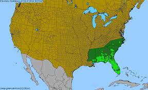 Image result for Sorghastrum stipoides