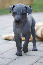 We would like to show you a description here but the site won't allow us. American Hairless Terrier Puppies We Have 2 Solid Blue Boys Available Show Terrier