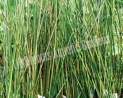 Image result for Cyperus spiralis