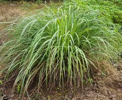 Image result for Cymbopogon caesius