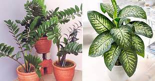 We did not find results for: Boleh Letak Pokok Hiasan Dalam Rumah Tapi Elakkan 2 Pokok Ini Sebab Beracun Vanilla Kismis