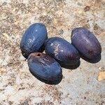 Image result for Canarium schweinfurthii