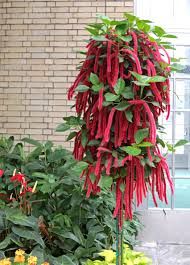 Image result for Acalypha hispida