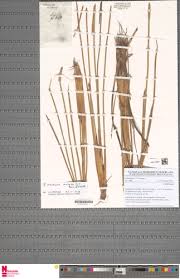 Image result for Eleocharis mutata