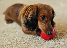 Wire haired dachshund breed guide. A Long Haired Miniature Dachshund Playing With Red Ball Stock Photo Picture And Royalty Free Image Image 4495151
