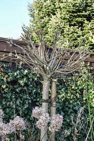 Mit dem richtigen schnitt zur richtigen zeit bleibt die harlekinweide nicht nur schön in form sondern auch lange gesund. Gartenarbeit Im Marz Schneiden Vorbereiten Und Pflegen Vintage Diary