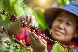 Vietnamese Arabica Berry Coffee with Robusta Farmer and Arabica Berry  Coffee with Vietnamese Farmers 10508289 Stock Photo at Vecteezy