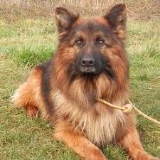 Euky De La Roche Clotilde Vaa16490 Chien Berger Allemand A Adopter Chien Chien A Donner Adopter Un Chiot