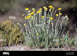 Image result for Helichrysum foetidum