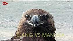 Singga vs harimau putih steemit. 7 Serangan Burung Elang Terbesar Di Dunia Elang Vs Beruang Vs Rubah Vs Manusia