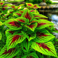 Image result for Coleus