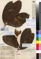 Image result for Rothmannia whitfieldii