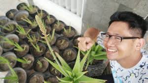 Manfaat lidah buaya untuk kecantikan memang sangat beragam. Lidah Buaya Berbunga Loh Harganya Puluhan Juta Youtube
