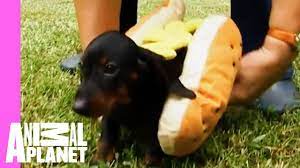 Tina The Dachshund Plays With Her Pups In Adorable Hot Dog Outfits Too Cute Youtube