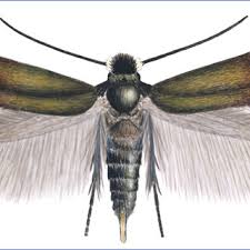 Image result for Stigmella ulmariae