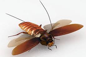 Les blattes se font appeler aussi cafards, cancrelat mais encore ravet aux antilles ou coquerelle au québec. Cafard Volant Les Blattes Et Cafards Savent Ils Voler