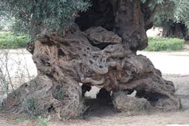 De hecho, el cric denunció que quienes les dispararon fueron policías vestidos de civil, infiltrados entre algunos ciudadanos de cali que se oponen al paro para sembrar el caos y la zozobra. Los Arboles Con Los Troncos Mas Gruesos Del Planeta Forestal Maderero