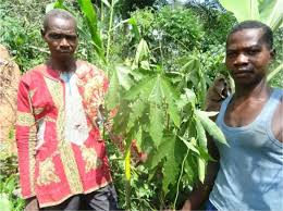 Image result for Petersianthus macrocarpus