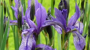 Der zugang zu den gebäuden ist nur gegen eintrittgeld möglich. 100 Mal Brandenburg Erleben Horertipp Botanischer Garten Der Universitat Potsdam Antenne Brandenburg