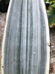 Image result for Sansevieria metallica