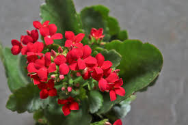 How To Prune Kalanchoes Home Guides Sf Gate