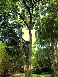 Image result for Hymenaea