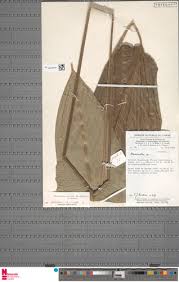 Image result for Halopegia