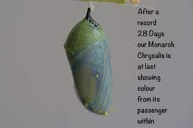 Monarch Chrysalis At Last Colouring After 28 Days