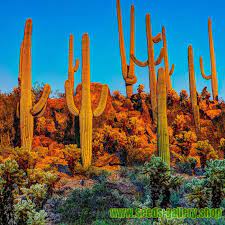 The saguaro cactus is a slow growing plant. Saguaro Cactus Seeds Carnegiea Gigantea Prijs 1 80