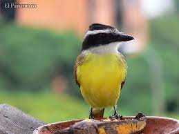 El Ave Bichofue La Mascota De Los Juegos Mundiales Cali 2013 Mascotas Pajaro Mascota Aves