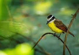 Pajaro Pecho Amarillo Chilera Pistoque O Pitangus Sulphu Flickr