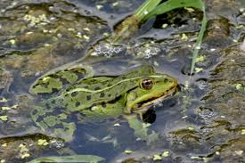 Grob gesagt müssen sie ab februar mit der paarung der frösche rechnen. Artenportrat Teichfrosch Nabu