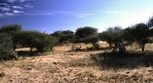 Image result for Megaloprotachne albescens