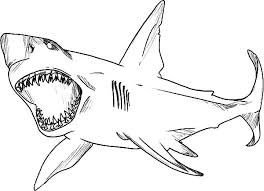 Get crafts, coloring pages, lessons, and more! Great White Shark Open Its Jaws Wide Coloring Pages Best Place To Color
