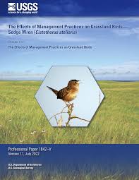 Image result for Sorghastrum fuscescens