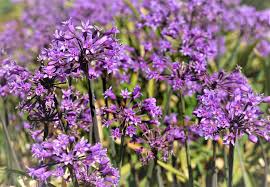 Image result for Tulbaghia alliacea