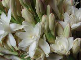 Tuberose One Of My Favorite Fragrances On The Planet Scent Garden Fragrant Plant Fragrant Flowers