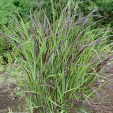 Image result for Panicum pusillum