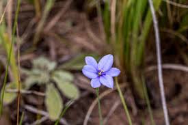 Image result for Aristea abyssinica